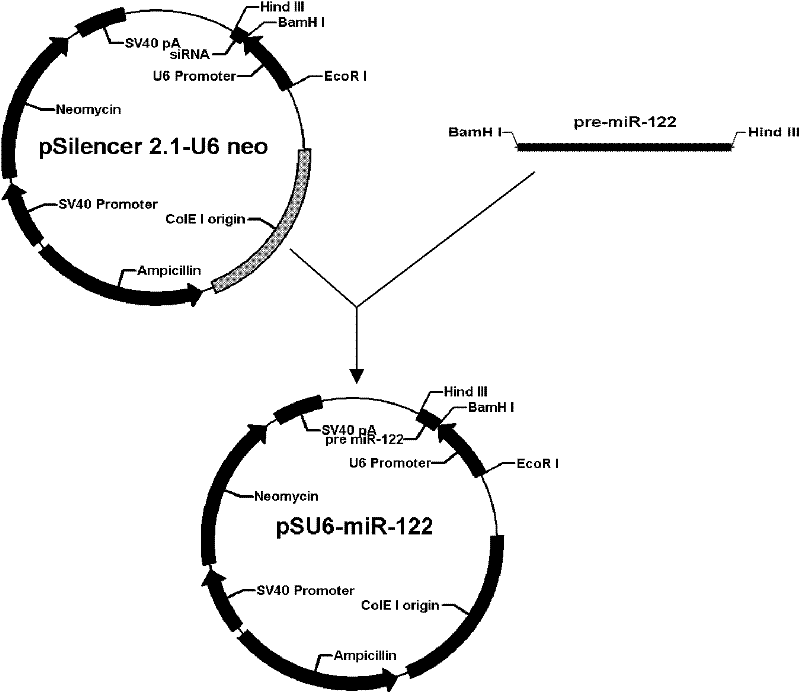 Method for constructing pSU6-miR-122 vector expressing miR-122 and application of pSU6-miR-122 vector