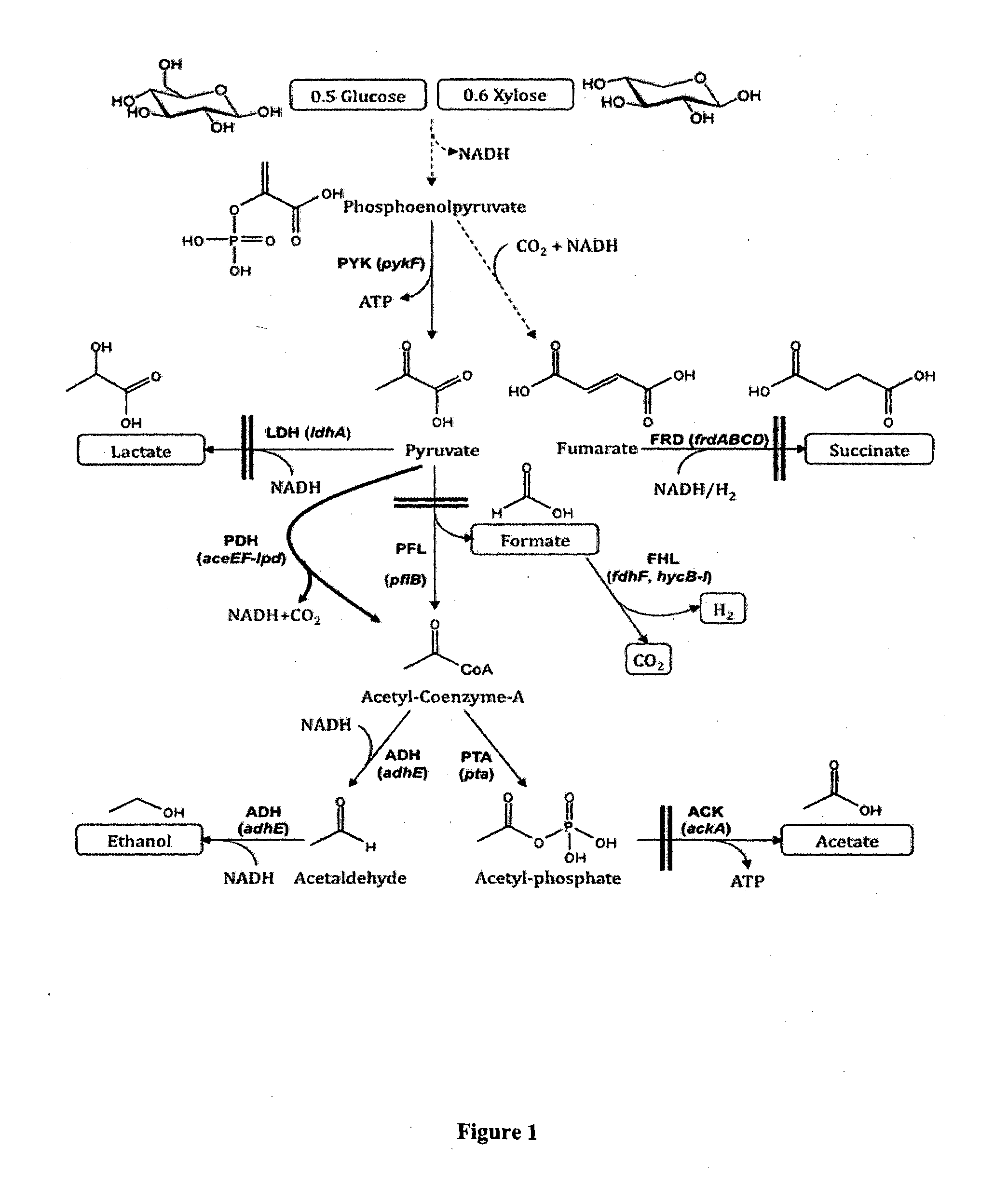 Modified bacteria for the production of bioalcohol