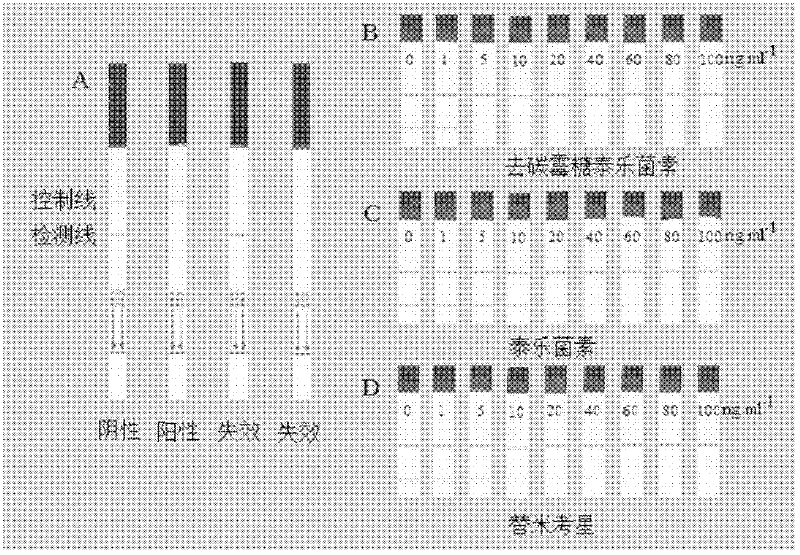 Immune colloidal gold test strip for simultaneously carrying out residue detection and analysis on Tylosin and Tilmicosin and preparation method thereof