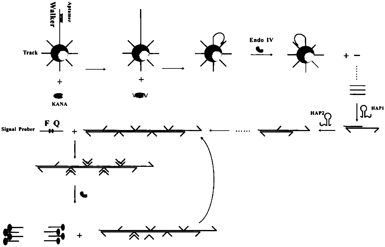 Fluorescent biosensor for detecting kanamycin and preparation method and application thereof