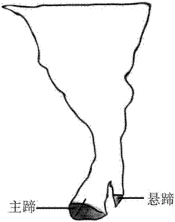 SNP marker related to hypertrophy properties of pig nail and application of SNP marker