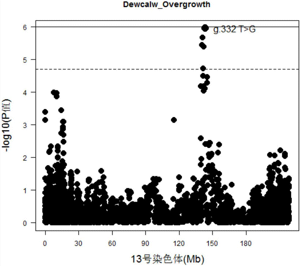 SNP marker related to hypertrophy properties of pig nail and application of SNP marker