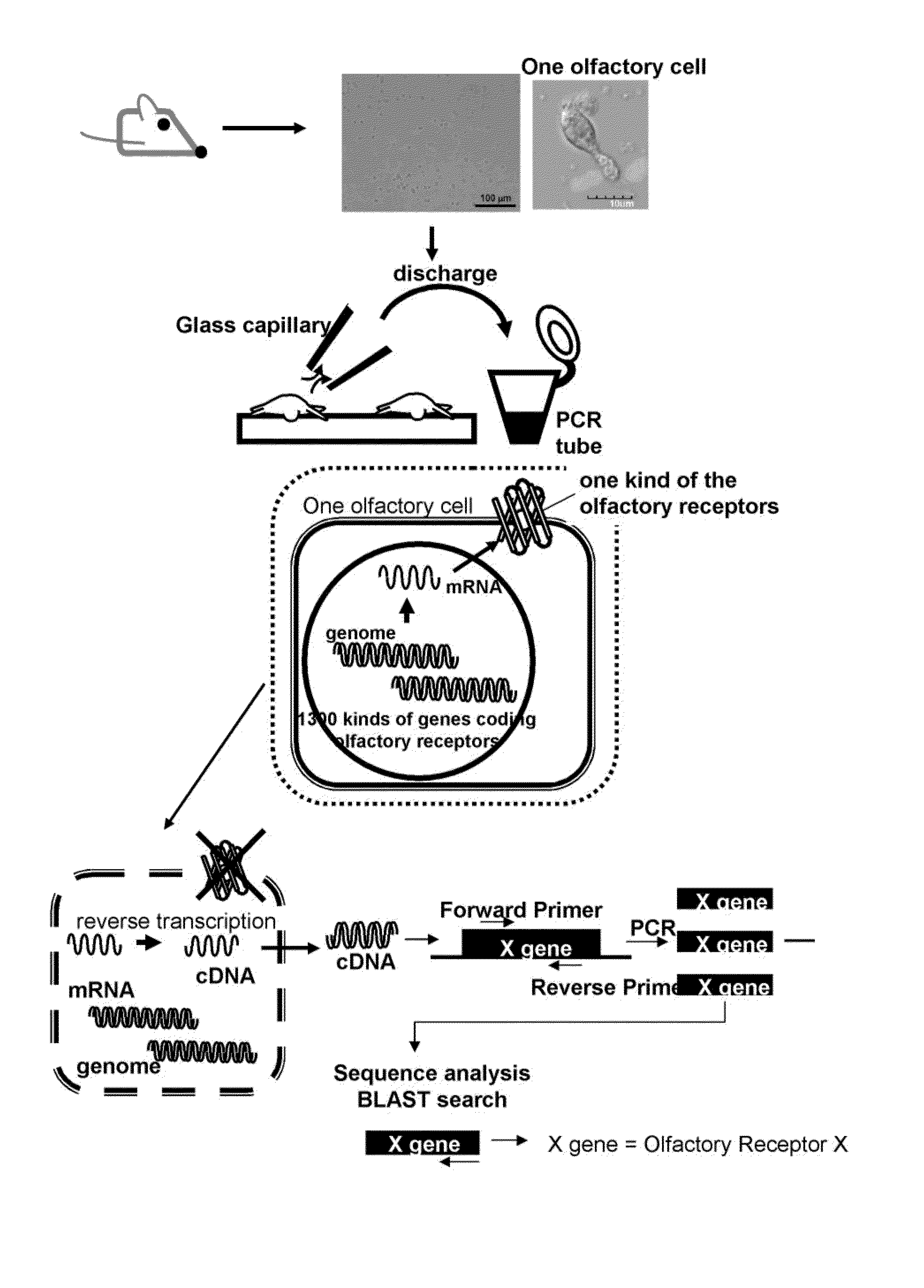 Method for identifying olfactory receptor included in one olfactory cell