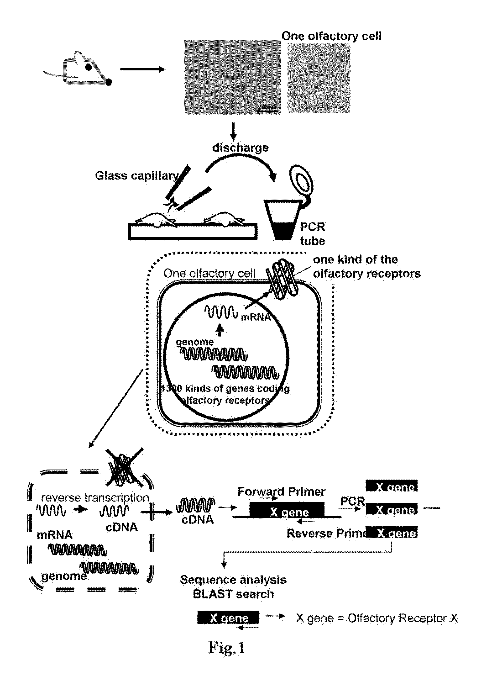 Method for identifying olfactory receptor included in one olfactory cell