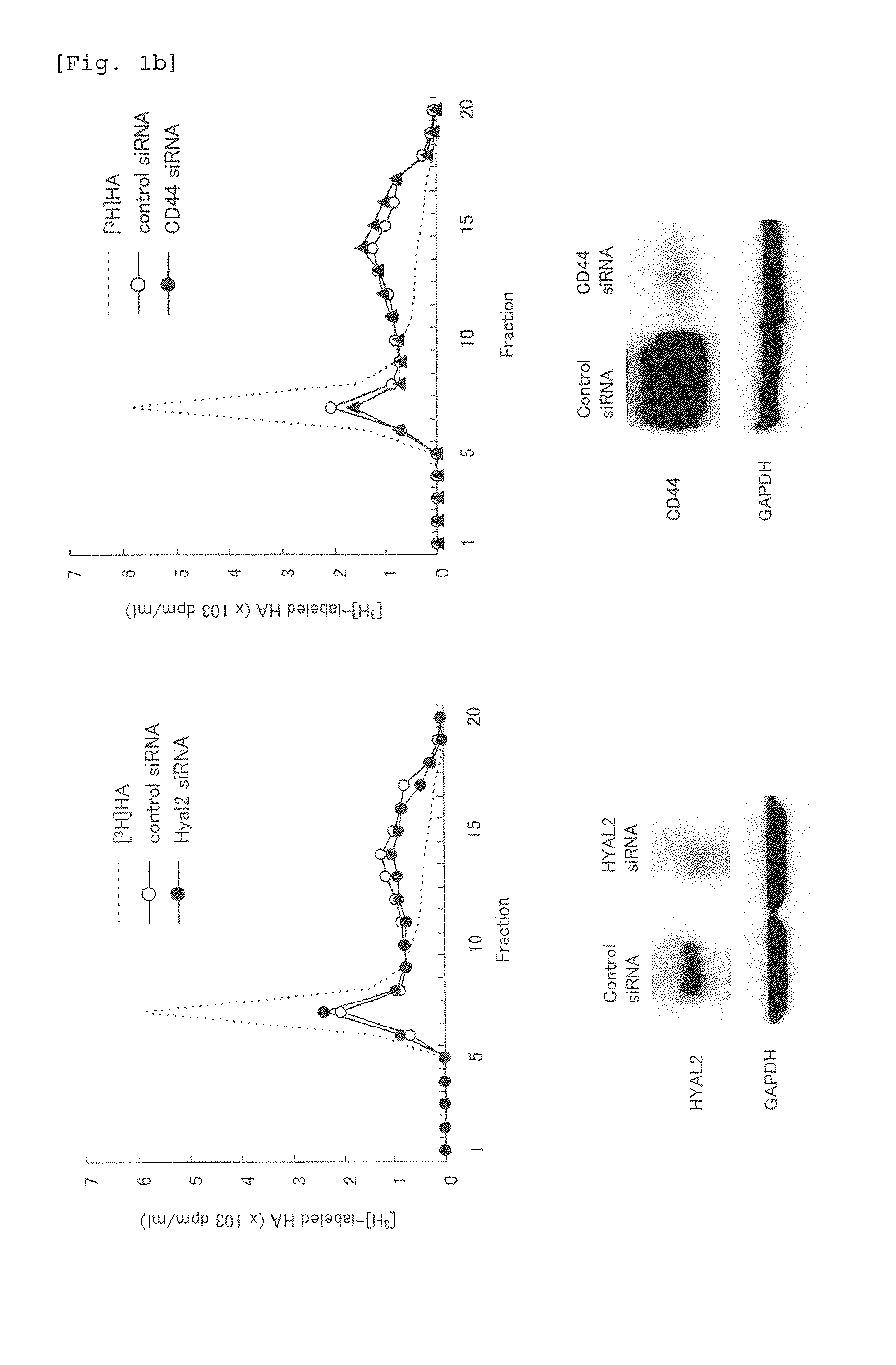 Hyaluronic Acid Decomposition-Promoting Factor and Inhibitor Thereof