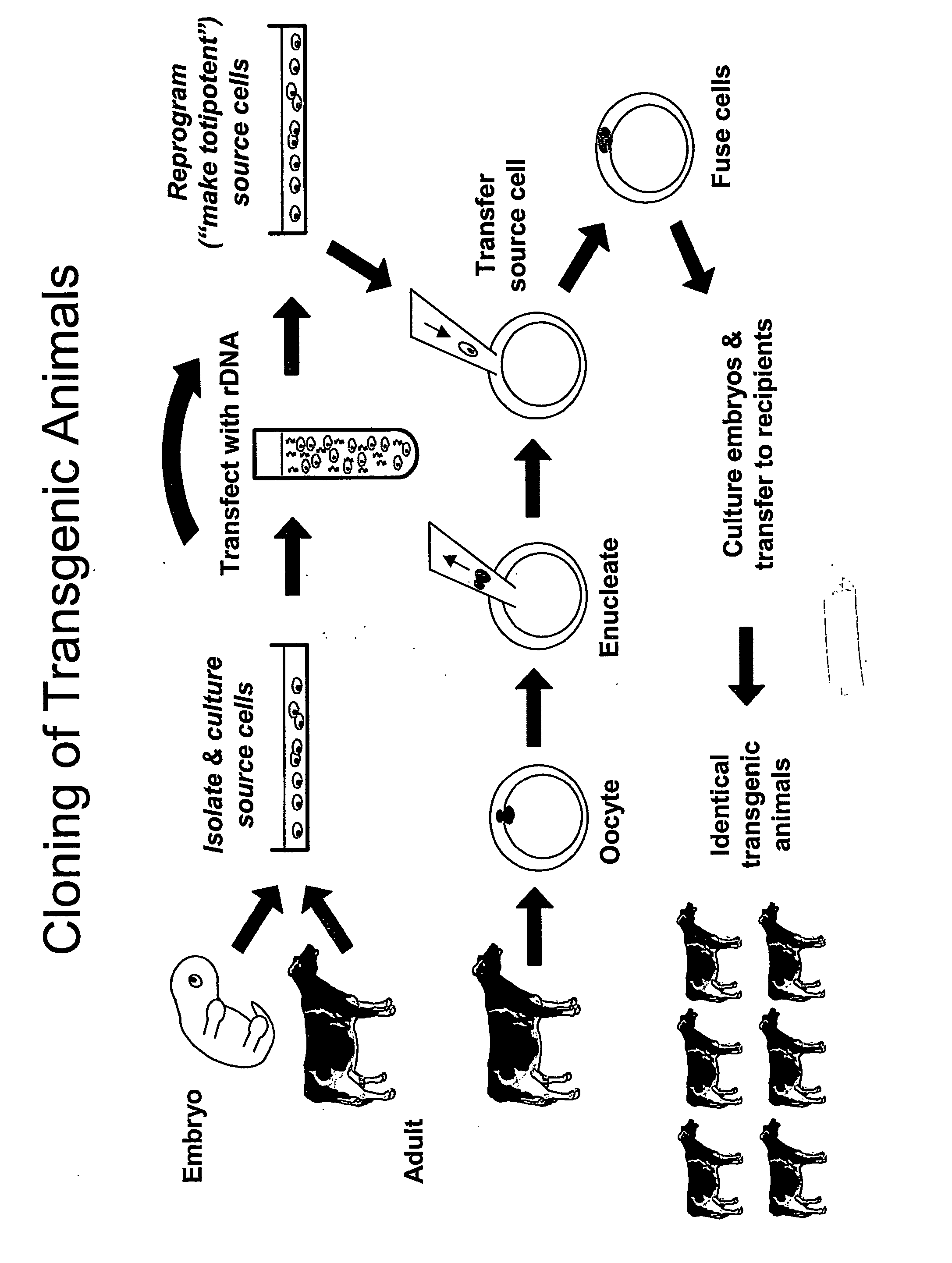 Method and system for fusion and activation following nuclear transfer in reconstructed embryos