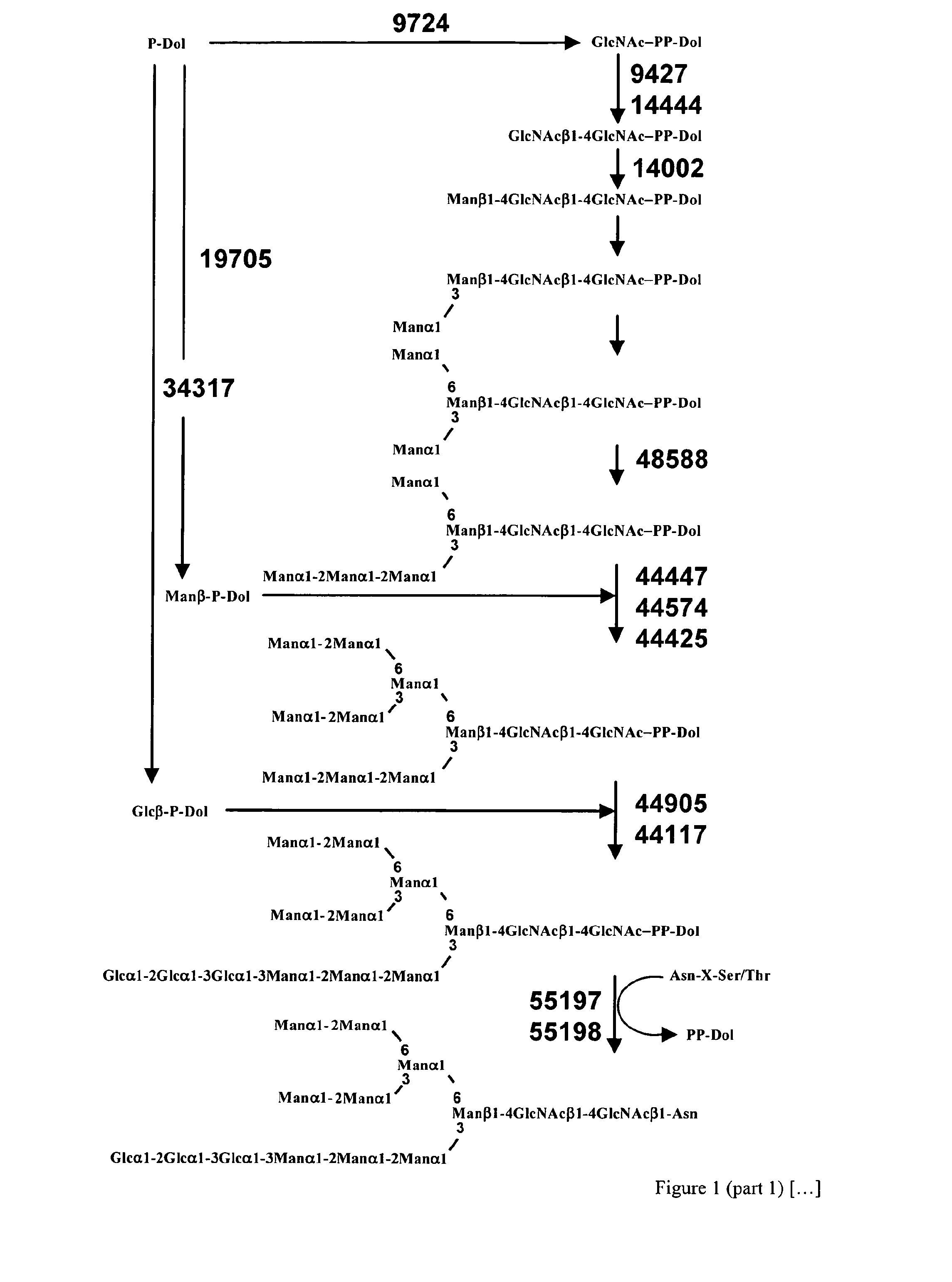 Production of glycosylated polypeptides in micro algae