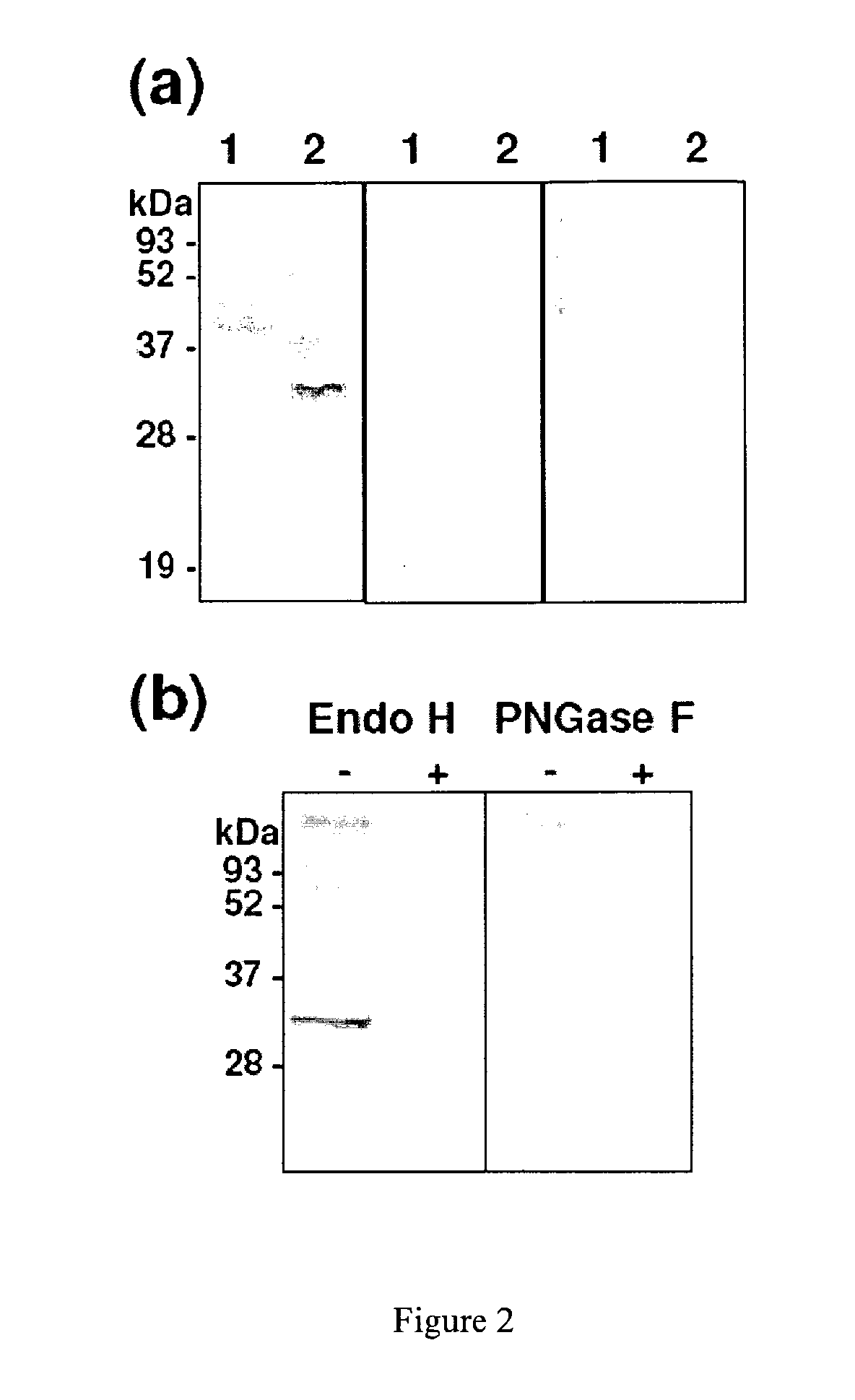 Production of glycosylated polypeptides in micro algae