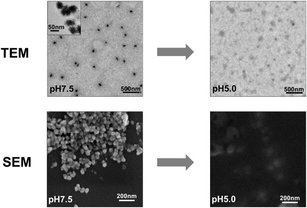 Zinc oxide-based nano-drug composition, and preparation method and application thereof