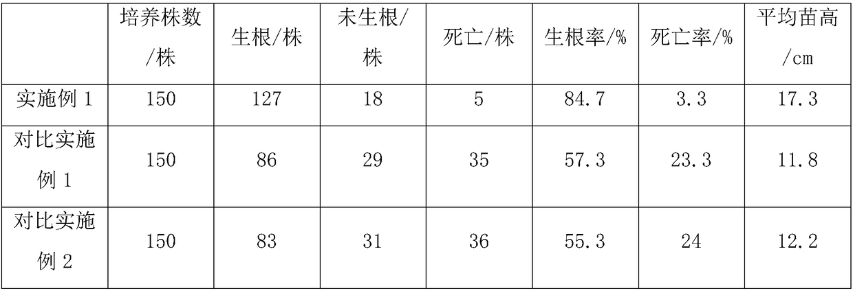 Cutting seedling culture method capable of promoting rooting and germination of ascendens mucronatum