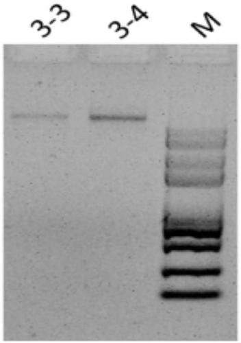 Method for extracting microorganism total DNA from liquid milk