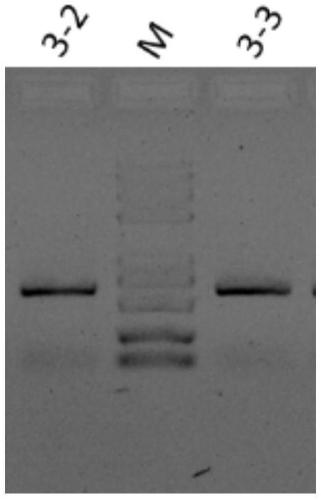 Method for extracting microorganism total DNA from liquid milk