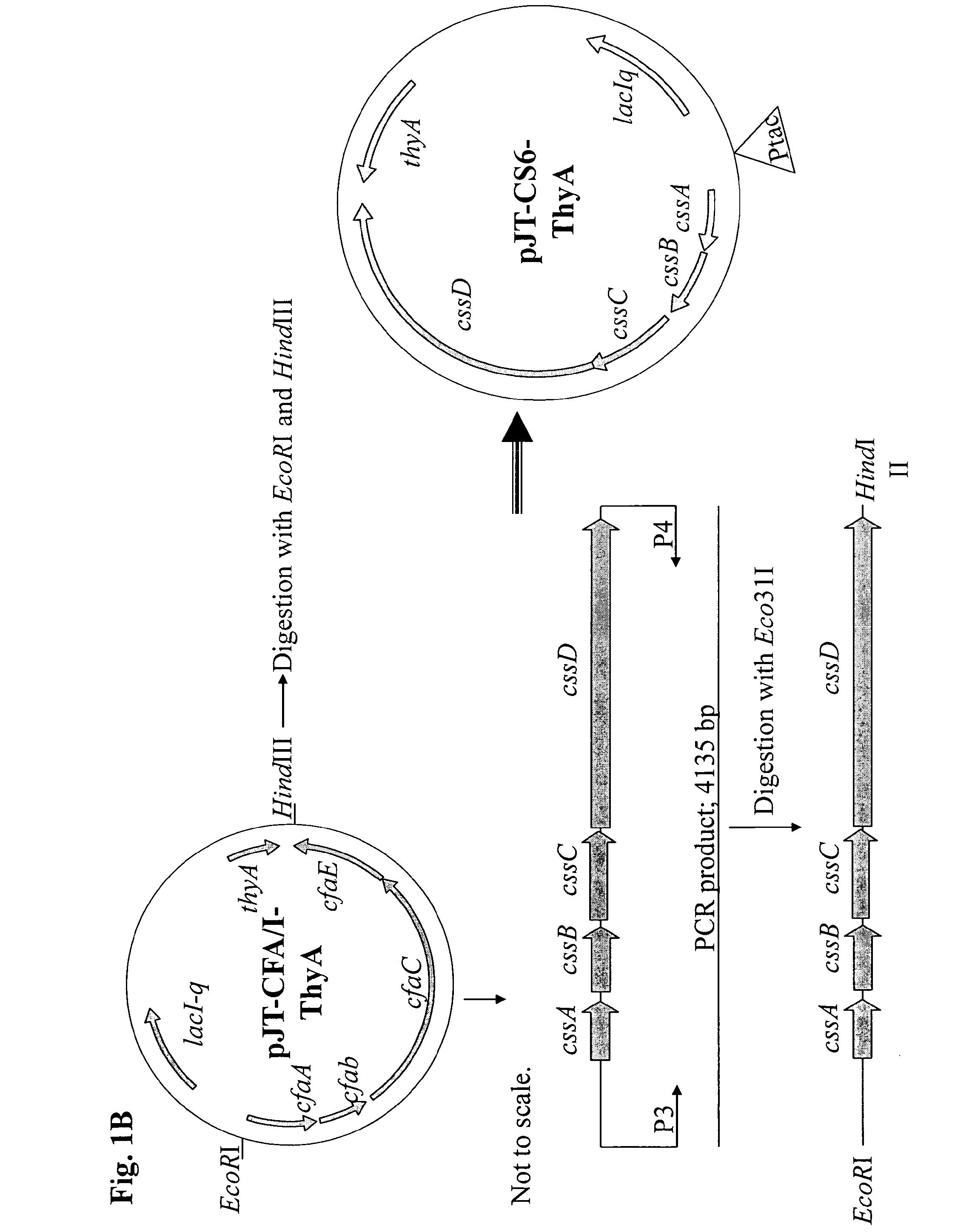 Method for increasing etec cs6 antigen presentation on cell surface and products obtainable thereof