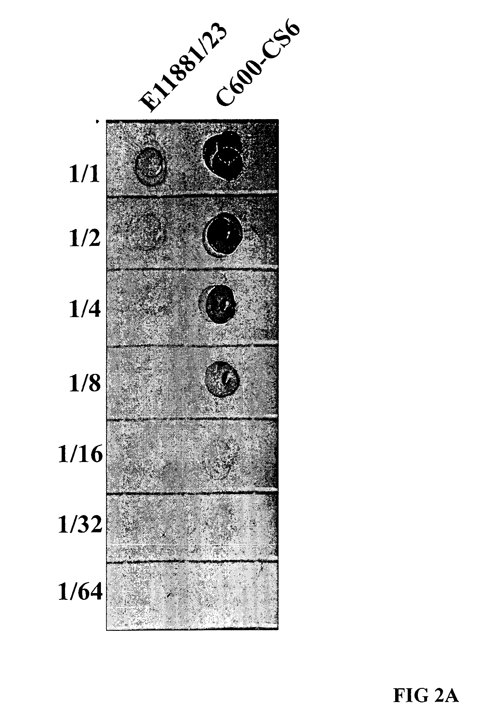 Method for increasing etec cs6 antigen presentation on cell surface and products obtainable thereof