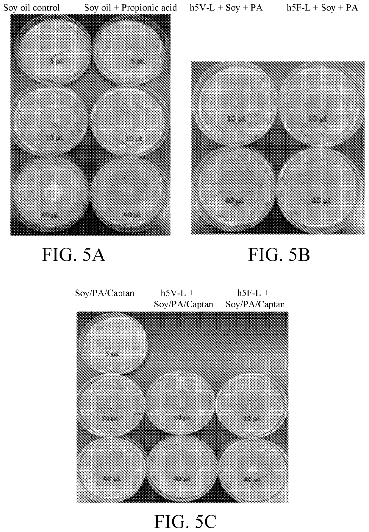 Lipid encasing amphipathic peptides