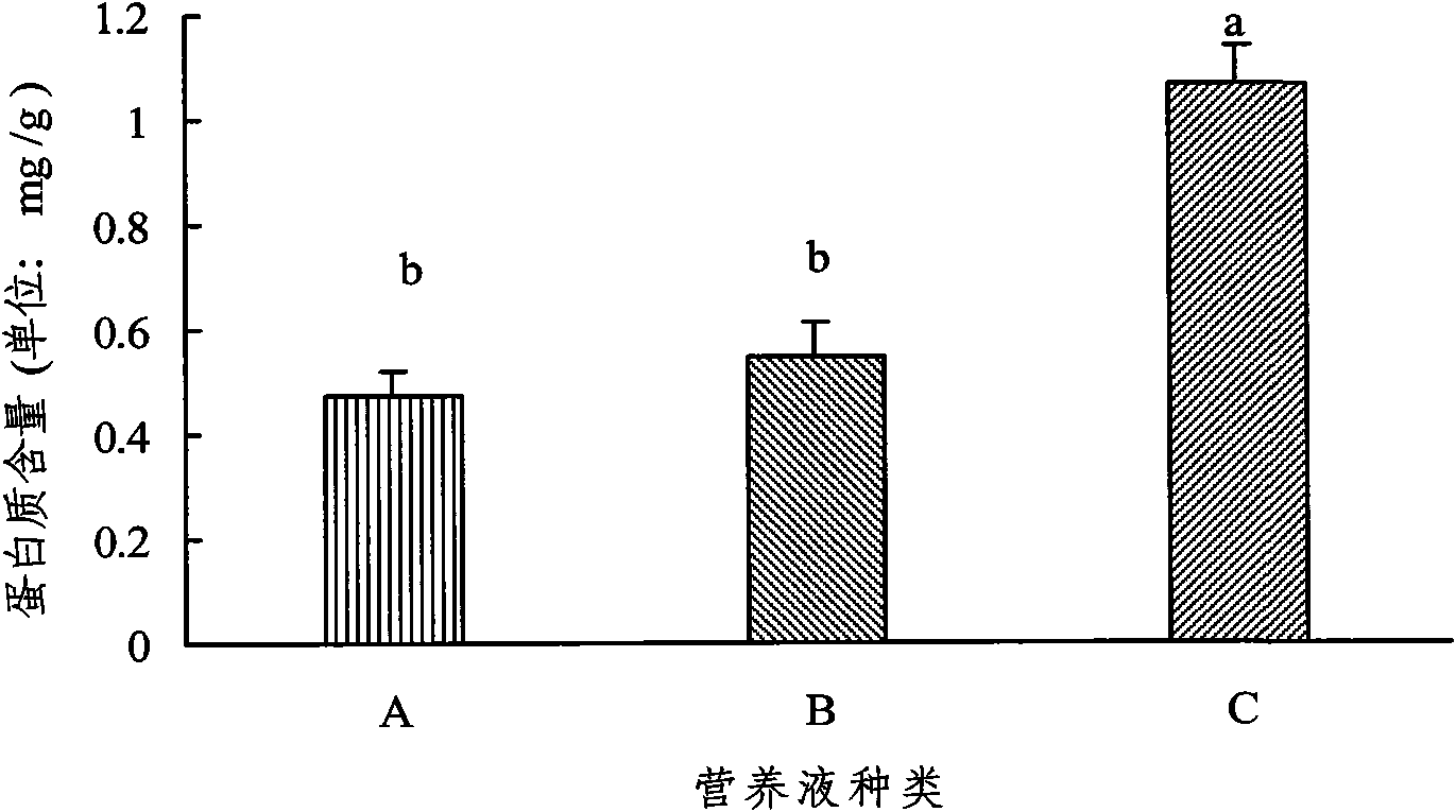 Soilless culture method for feather cockscombs