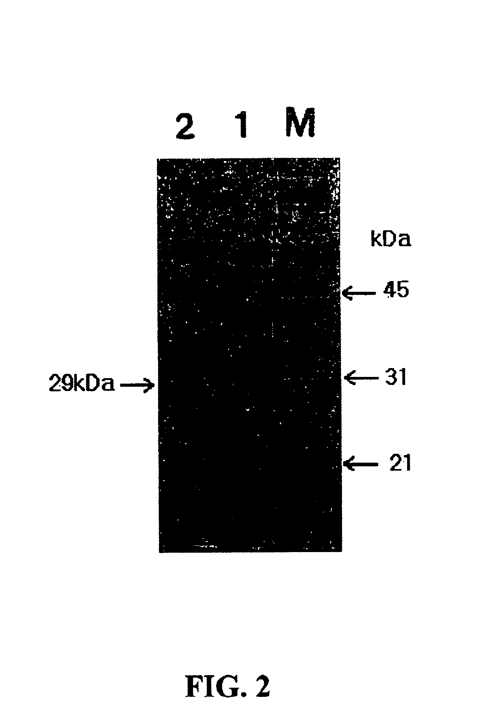 Recombinant plasmid pDSBCm, microorganisms transformed therewith, and method for producing an alkaline protease VapK