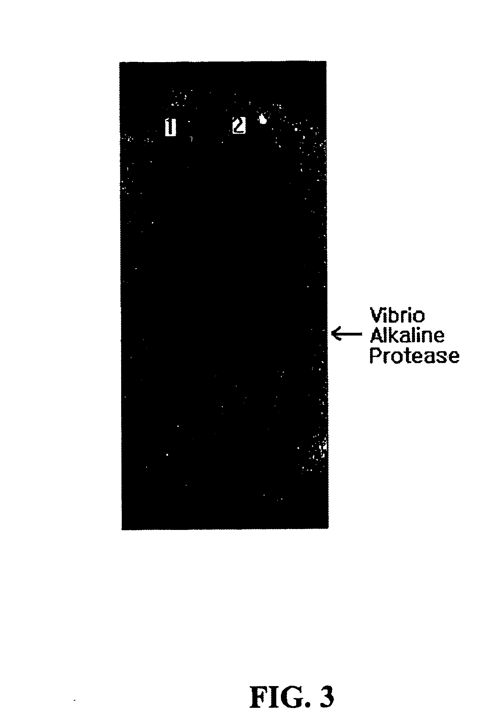 Recombinant plasmid pDSBCm, microorganisms transformed therewith, and method for producing an alkaline protease VapK