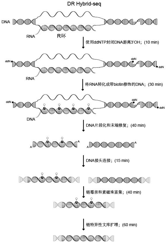 High-throughput detection method of R ring