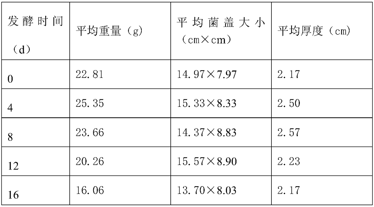 Method for cultivating ganoderma lucidum with eucalyptus processing residues as main cultivating material