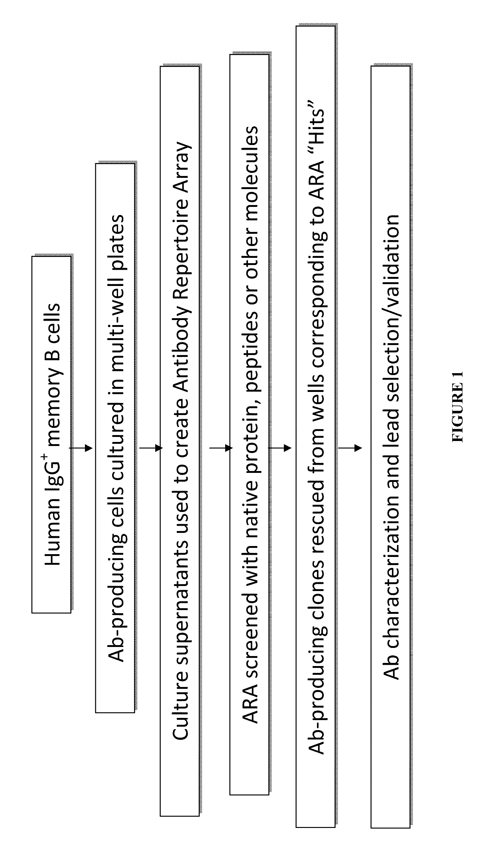 Methods and compositions for discovery of target-specific antibodies using antibody repertoire array (ARA)