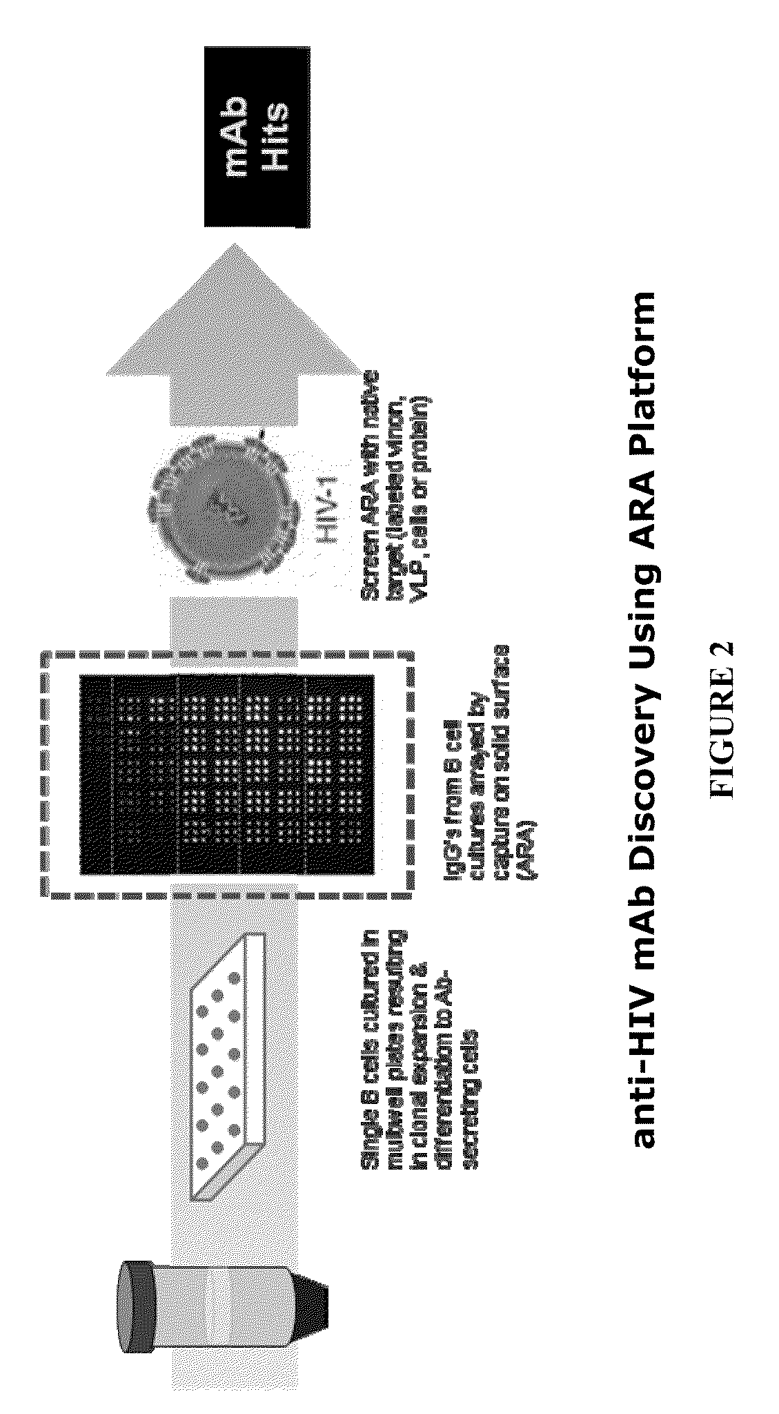 Methods and compositions for discovery of target-specific antibodies using antibody repertoire array (ARA)