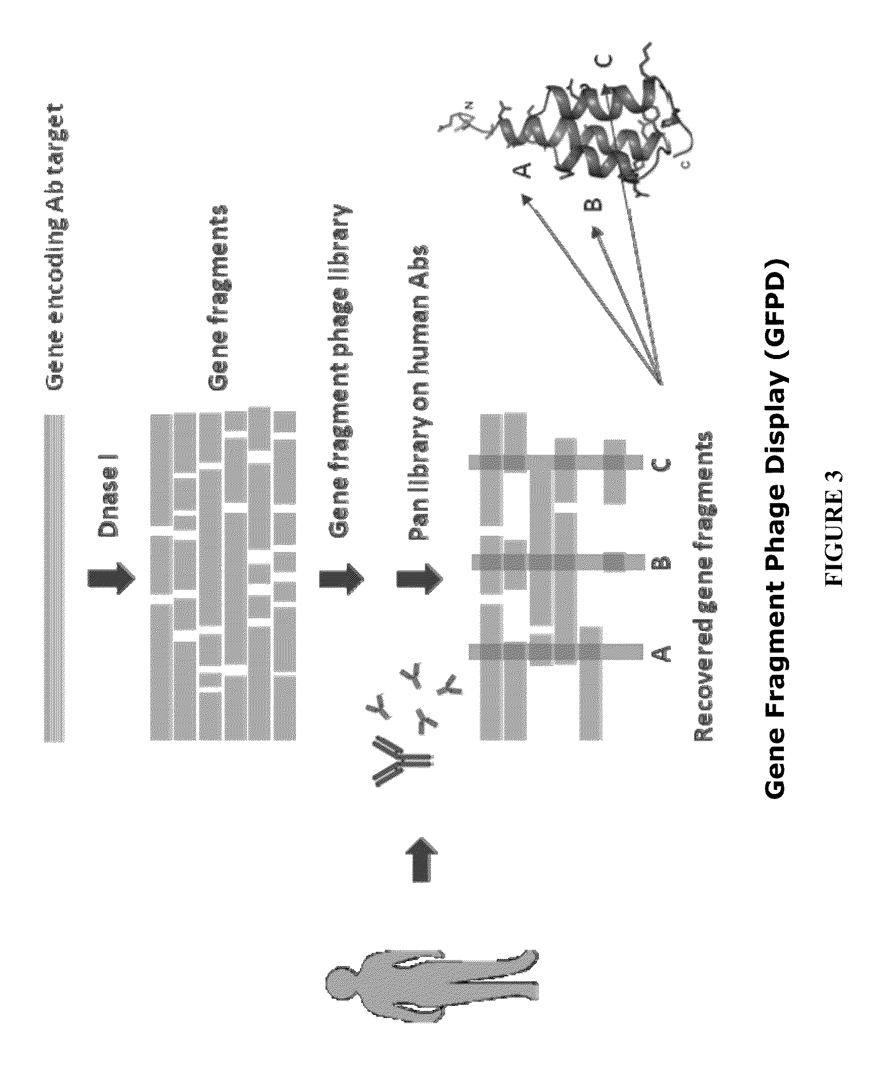 Methods and compositions for discovery of target-specific antibodies using antibody repertoire array (ARA)