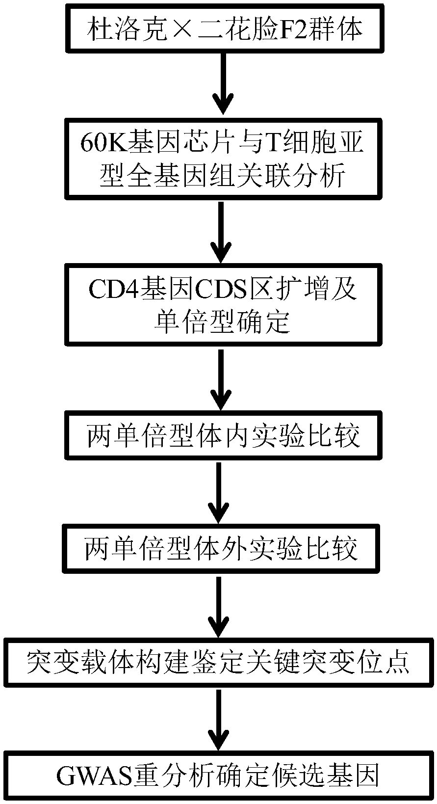 Identification and application of pig CD4 gene function mutation site molecular breeding marker