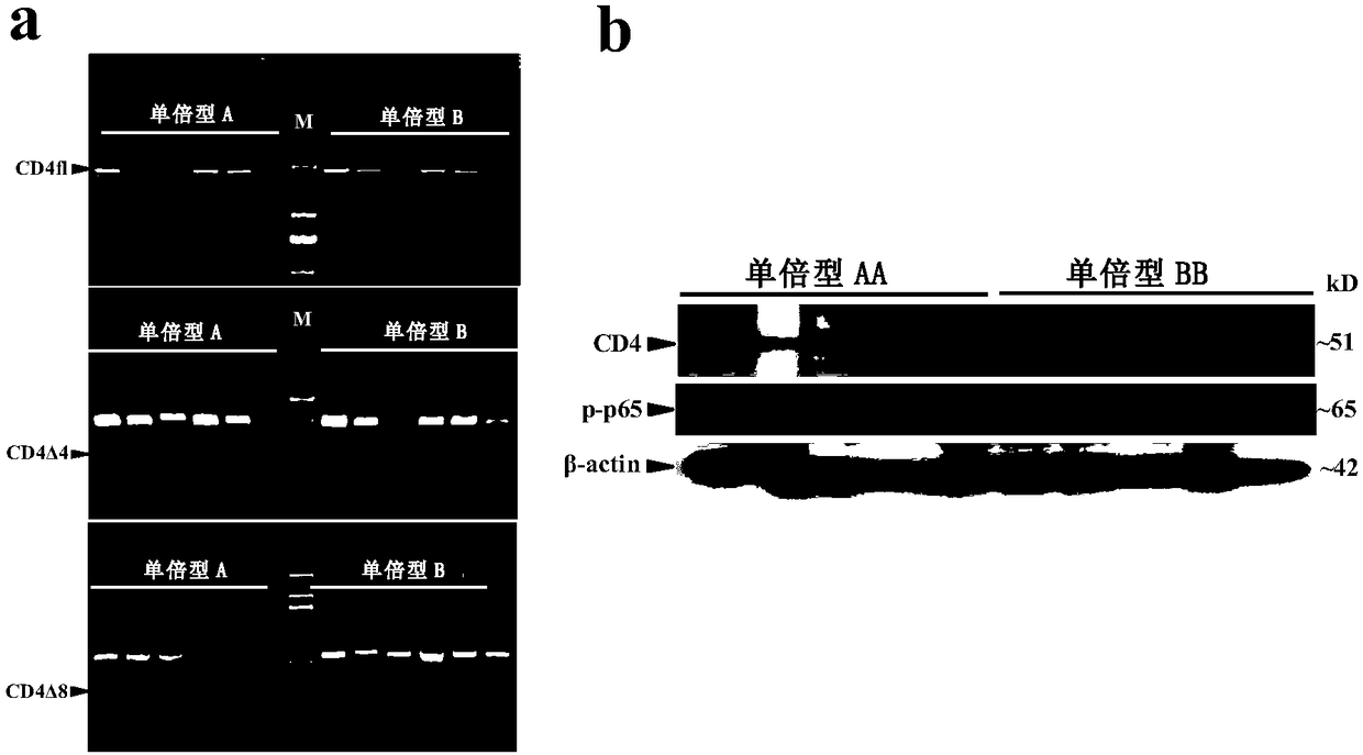 Identification and application of pig CD4 gene function mutation site molecular breeding marker