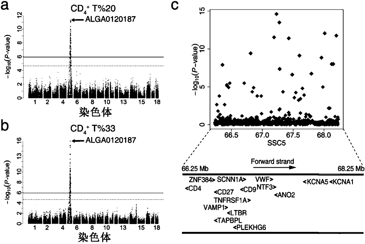 Identification and application of pig CD4 gene function mutation site molecular breeding marker