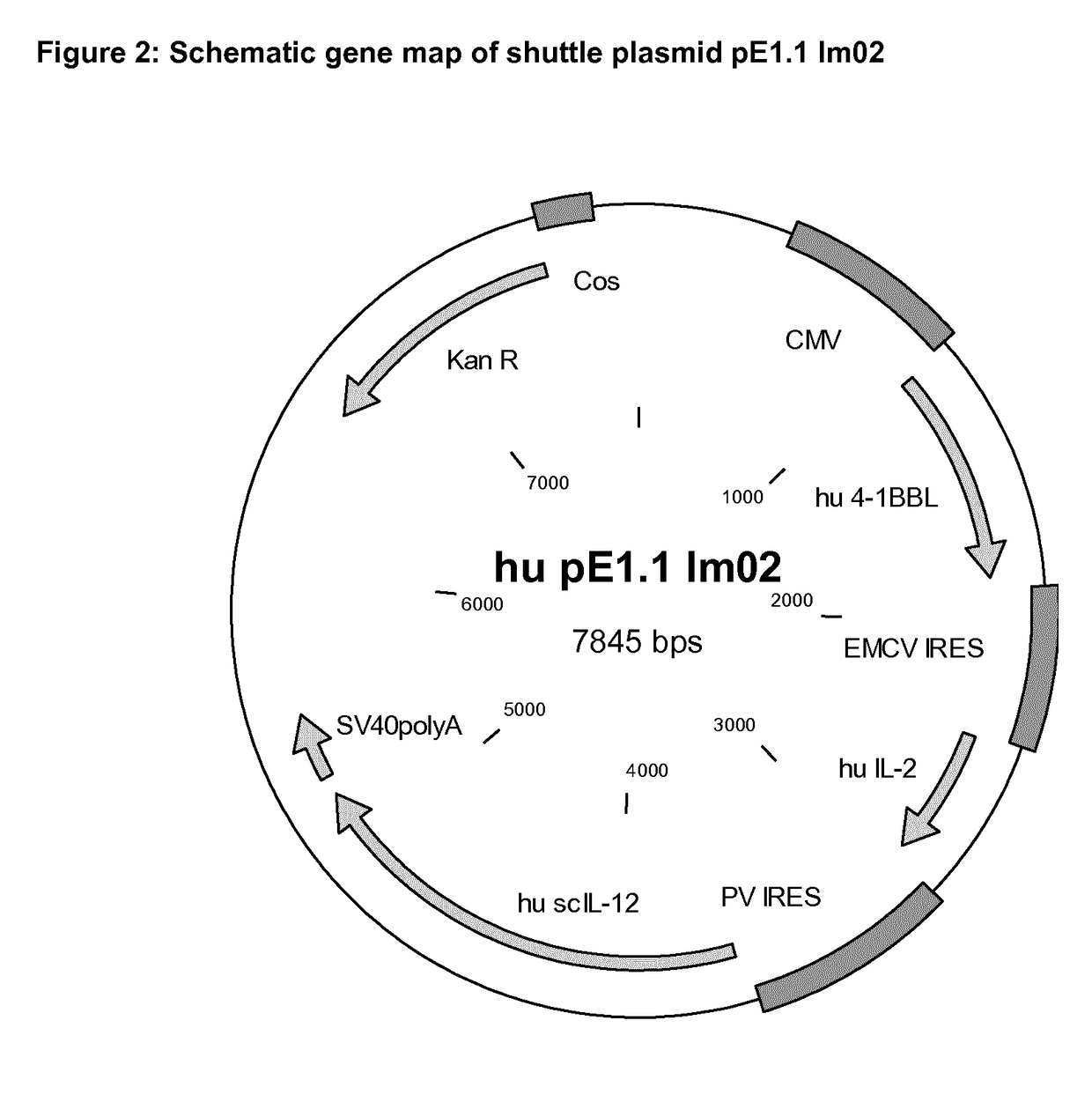 Novel immunostimulating vector system