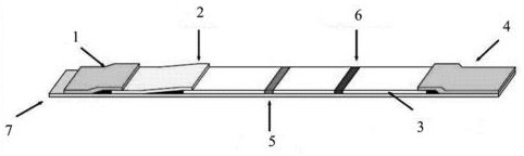 Preparation method and application of fluorescent reagent strip for quantitatively detecting concentration of ProAKAP4