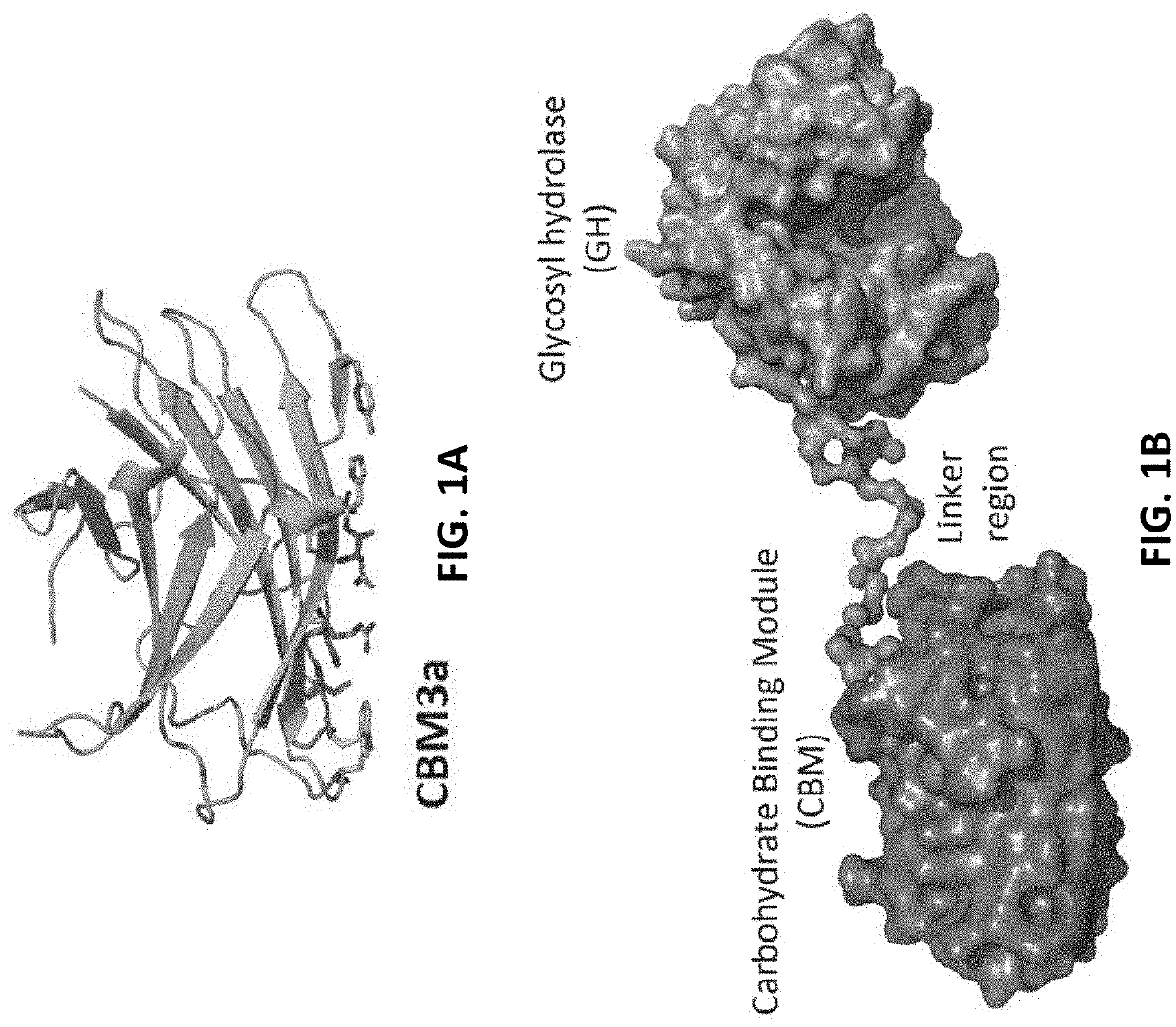 Engineered Carbohydrate-Active Enzymes for Glycan Polymers Synthesis