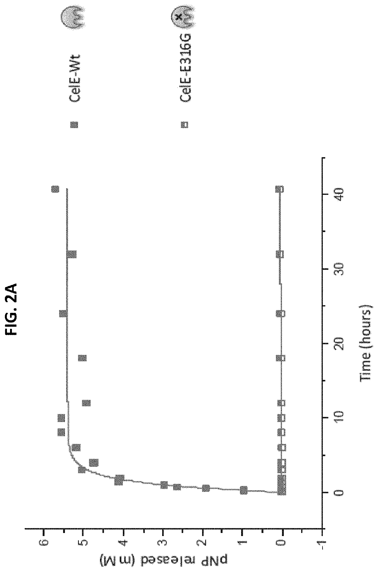 Engineered Carbohydrate-Active Enzymes for Glycan Polymers Synthesis