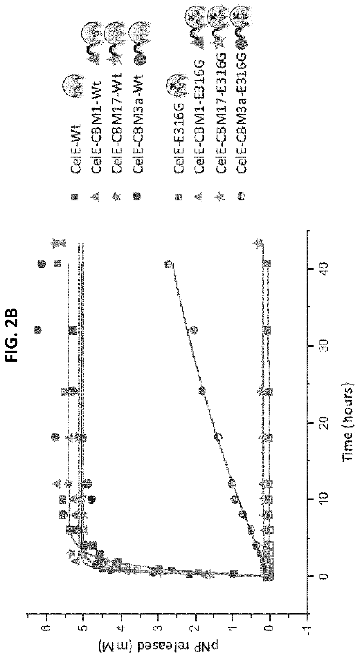 Engineered Carbohydrate-Active Enzymes for Glycan Polymers Synthesis