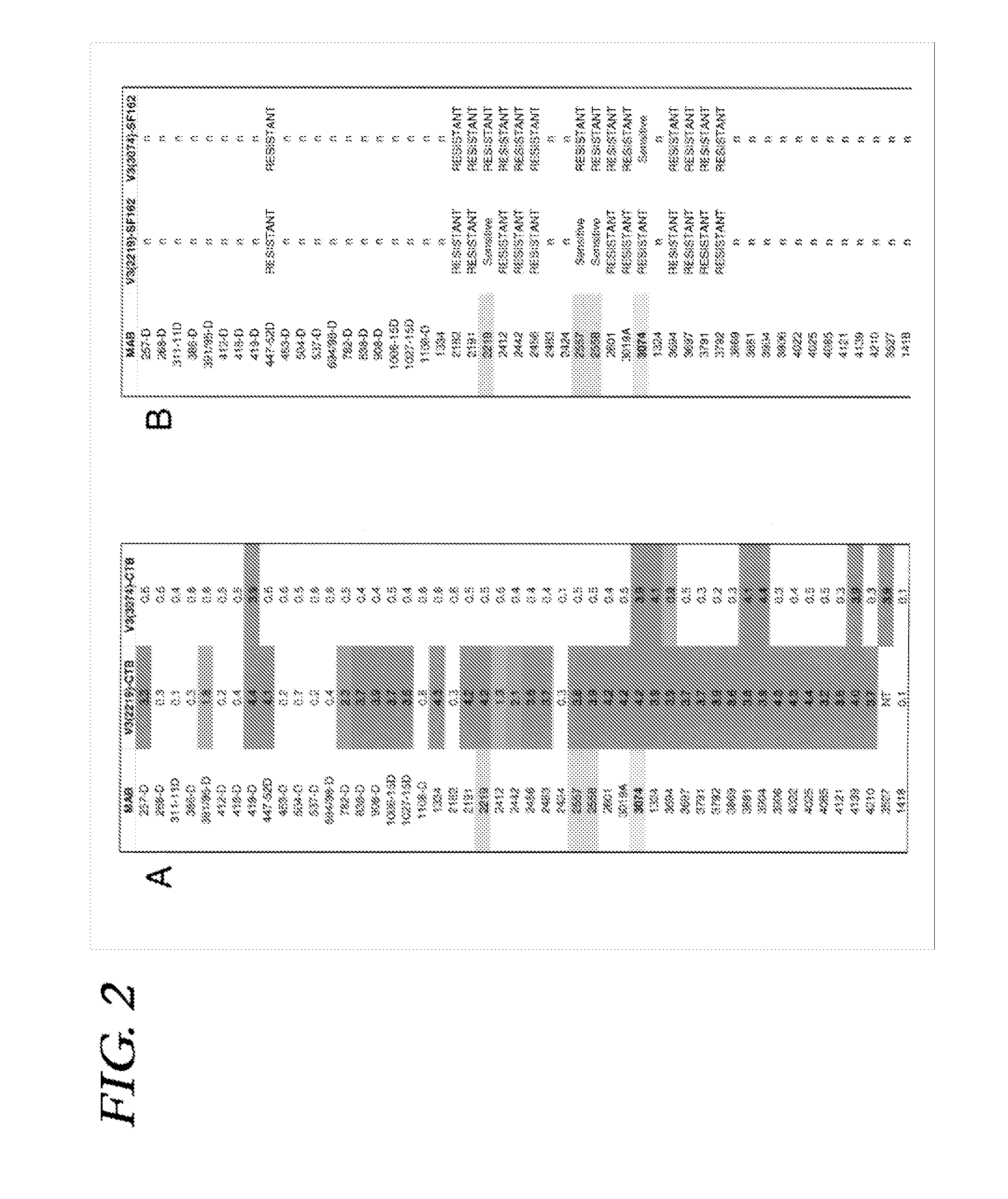 Immunogenic polypeptides having an immunogenic scaffold protein and a loop peptide, presenting a 3074- or 2219/2557- monoclonal antibody-targeted epitope, which is present in the HIV gp120 protein