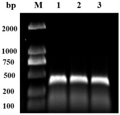 Amino acid sequence of anti-okadaic acid single-chain antibody and expression vector thereof