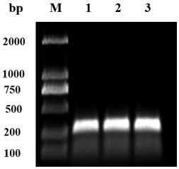 Amino acid sequence of anti-okadaic acid single-chain antibody and expression vector thereof