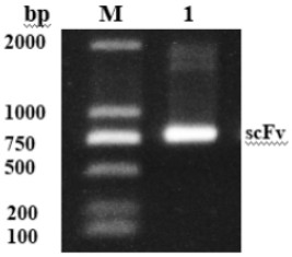 Amino acid sequence of anti-okadaic acid single-chain antibody and expression vector thereof