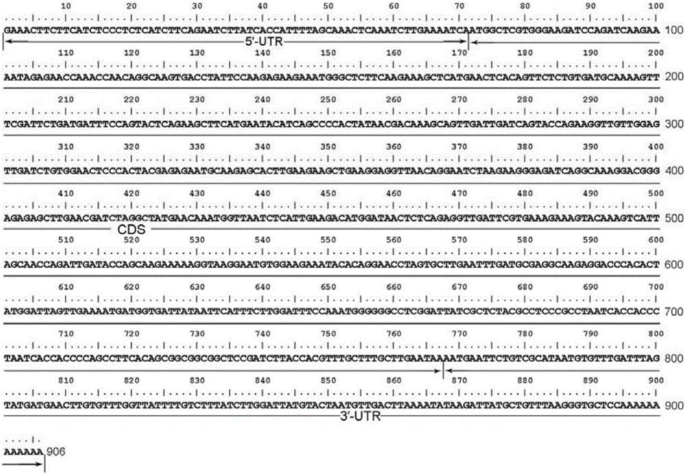 Catalpa bungei CabuAP3 protein as well as encoding gene and application thereof