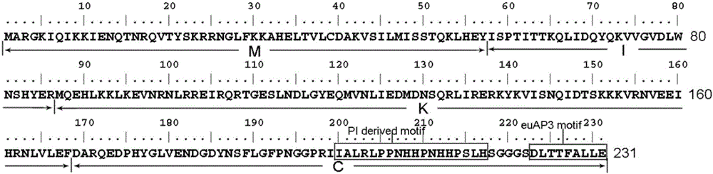 Catalpa bungei CabuAP3 protein as well as encoding gene and application thereof