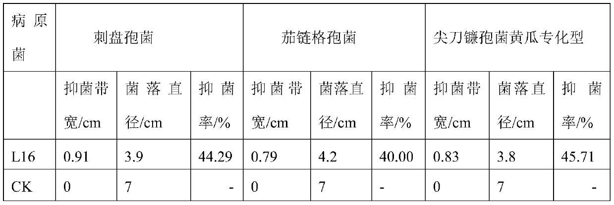 Lactic acid bacteria culture with chicken manure as medium and application