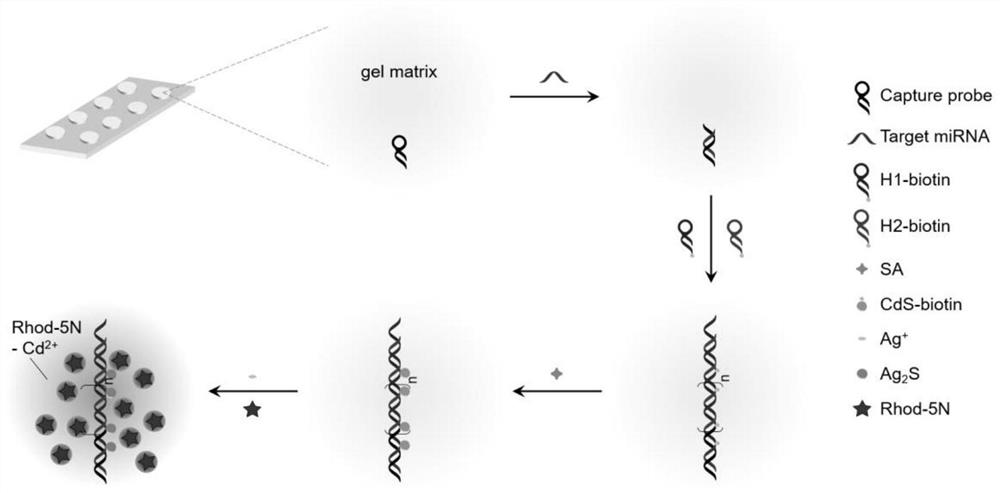 Fluorescence analysis method based on HCR and cation exchange reaction of hydrogel