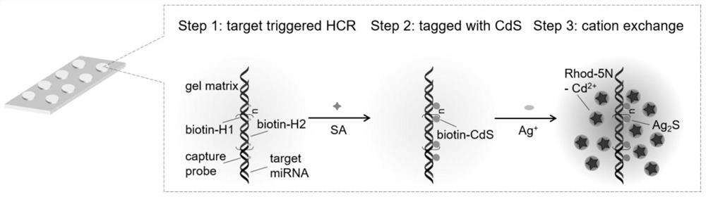 Fluorescence analysis method based on HCR and cation exchange reaction of hydrogel