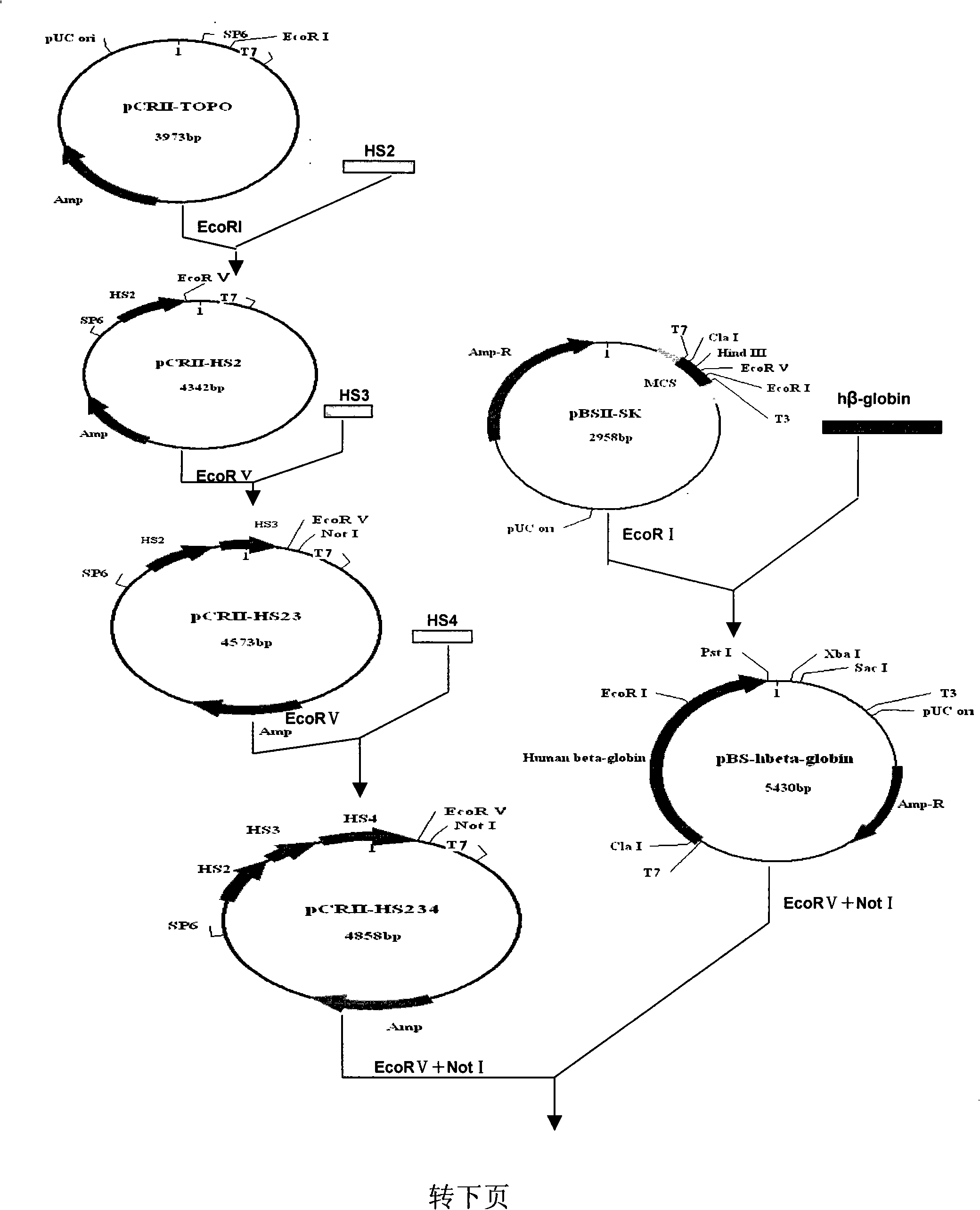 Human beta-globin gene and recombinant adeno related viral vector thereof