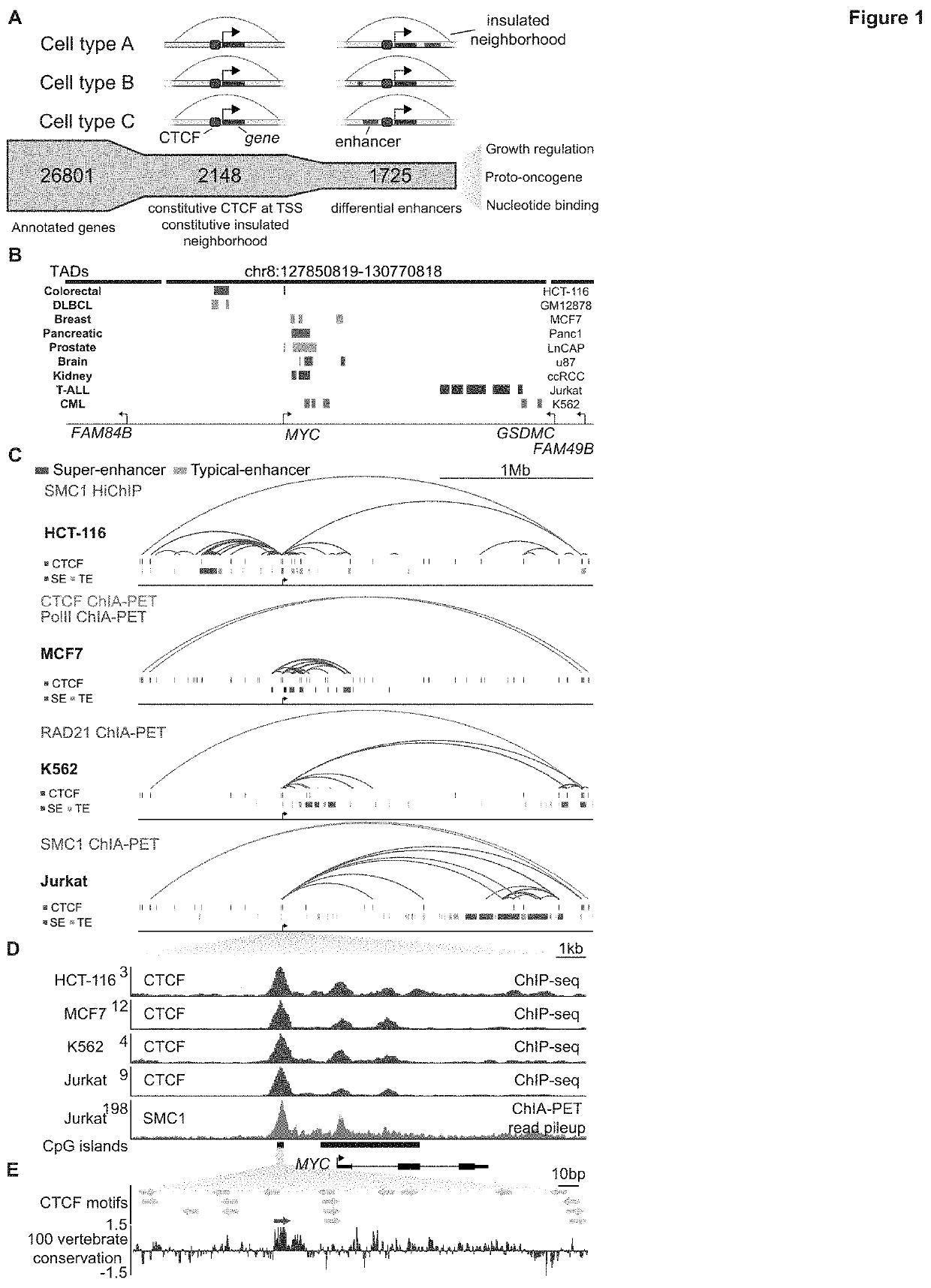 Regulation of transcription through ctcf loop anchors