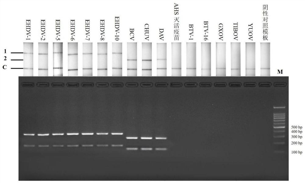 RPA-LFD primer, probe and kit for jointly detecting epidemic hemorrhagic disease virus and Palimer serum group virus