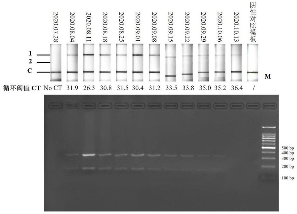 RPA-LFD primer, probe and kit for jointly detecting epidemic hemorrhagic disease virus and Palimer serum group virus