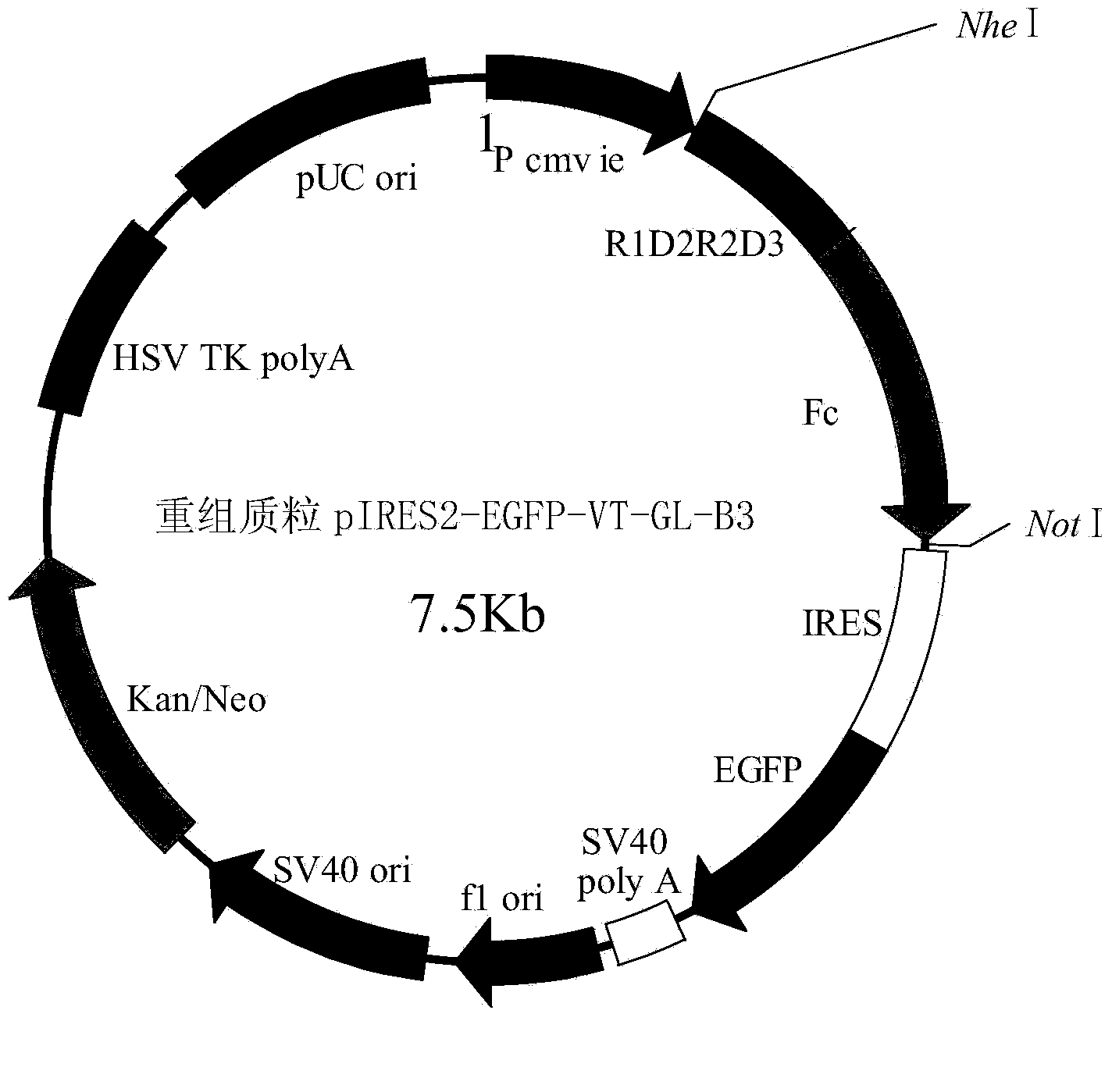 Fusion protein VT-GL-B3, coding gene thereof and applications thereof