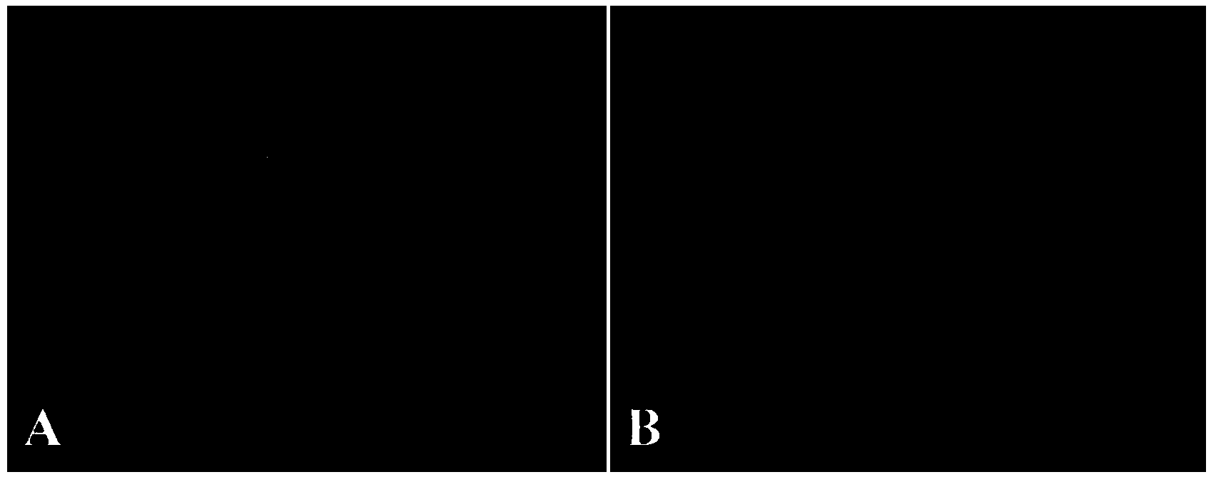 Fusion protein VT-GL-B3, coding gene thereof and applications thereof